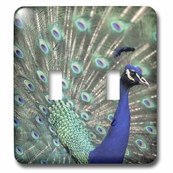 3dRose, Male peacock bird displaying feathers for female - NA02 AJE0233 - Adam Jones, double toggle switch