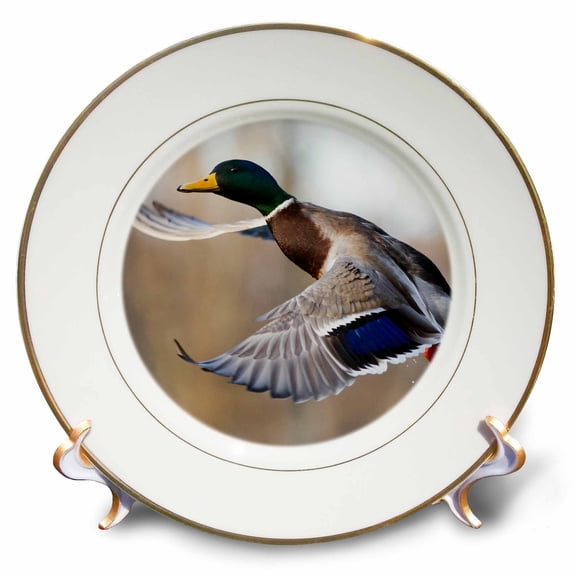 3dRose, Mallard Drake, 8 inch Porcelain Plate