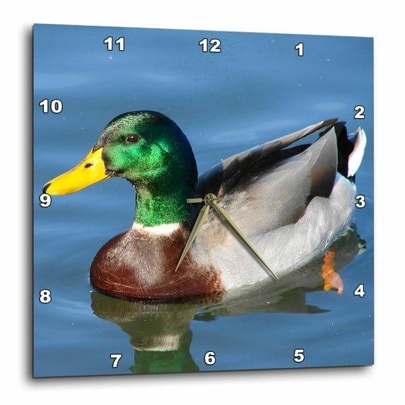 3dRose, Mallard Drake Photographed by Angelandspot, 10x10 Wall Clock