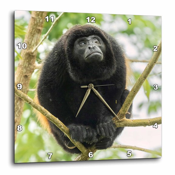 3drose, Mantled Howler, Costa Rica, Central America, 10x10 Wall Clock