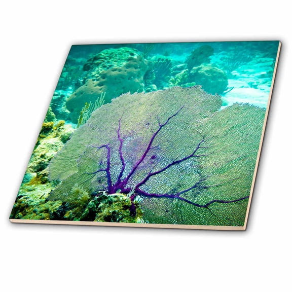 3dRose, Marine life, Sea Fan, Belize Barrier Reef, Belize - SA02 MWI0004 - Mark Williford, 6 Inch Ceramic Tile