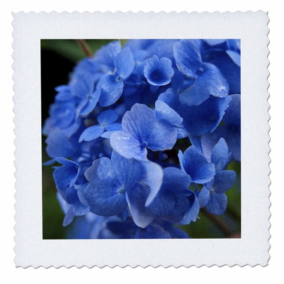 3dRose, Massachusetts, Blue Mophead Hydrangea flower - US22 JEN0065 - Jim Engelbrecht, 12x12 inch quilt square
