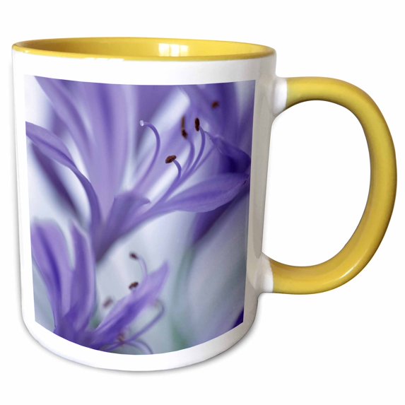3drose, Massachusetts Martha’s Vineyard. Agapanthus Flower - Us22 Bja0004 - Jaynes Gallery, 11oz Two-tone Yellow Mug