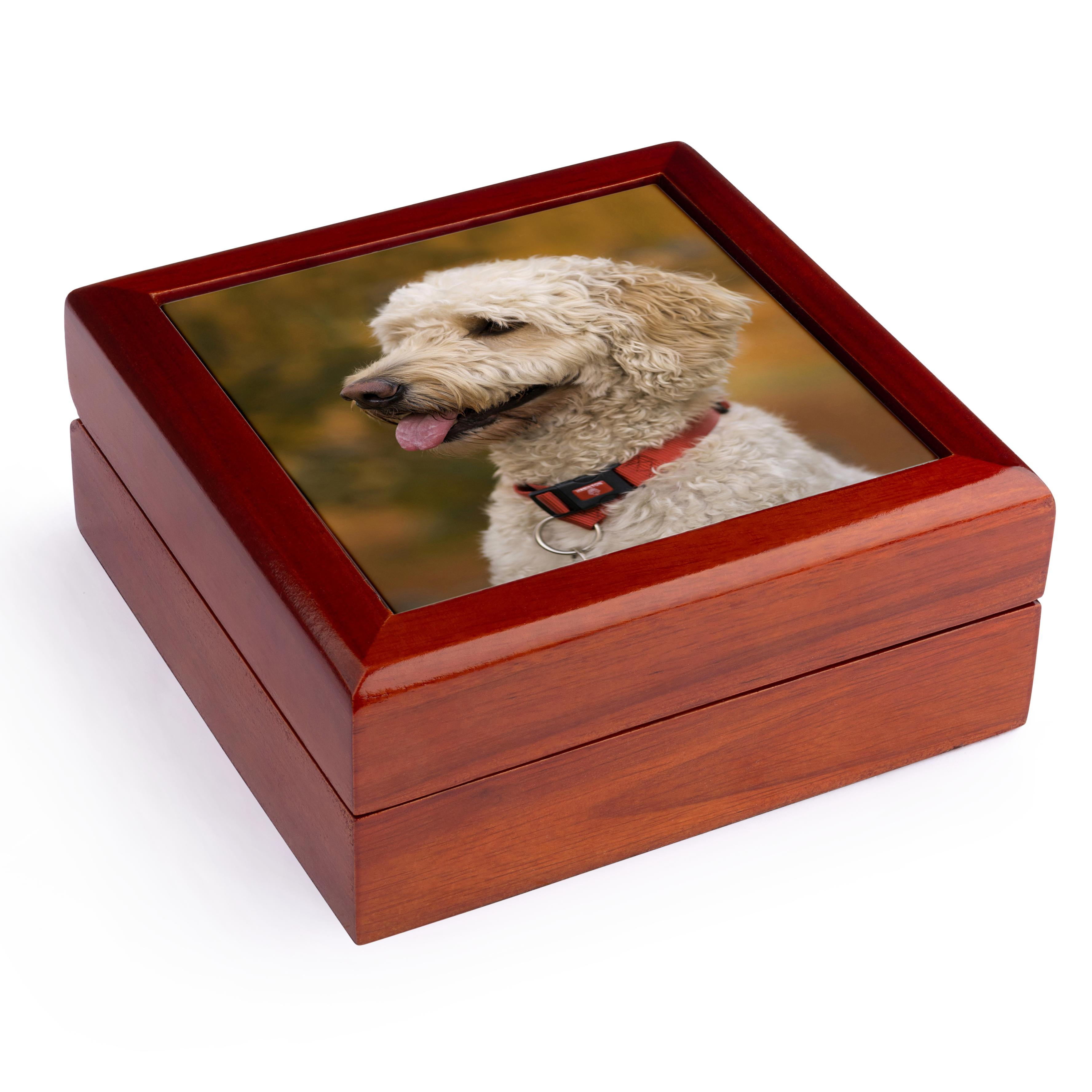 3dRose, Massachusetts, Reading, Labradoodle dog - US22 JEN0071 - Jim Engelbrecht, Jewelry Box 5.5x5.5 inch with 4 inch tile