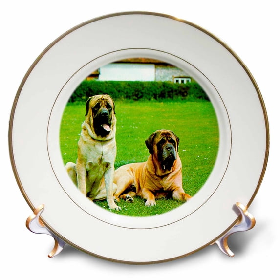 3dRose, Mastiff, 8 inch Porcelain Plate