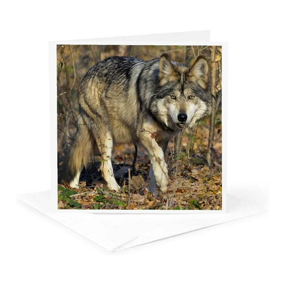 3dRose, Mexican Wolf 2, 1 Greeting Card with envelope