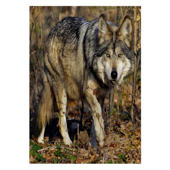 3dRose, Mexican Wolf 2, 22x30 Bath Hand Pool Towel