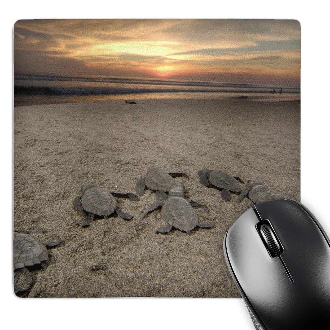 3dRose, Mexico, Boca del Cielo, Olive Ridley Sea Turtle - SA13 RGO1318 ...