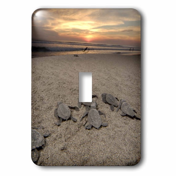 3dRose, Mexico, Boca del Cielo, Olive Ridley Sea Turtle - SA13 RGO1318 - Russell Gordon, single toggle switch