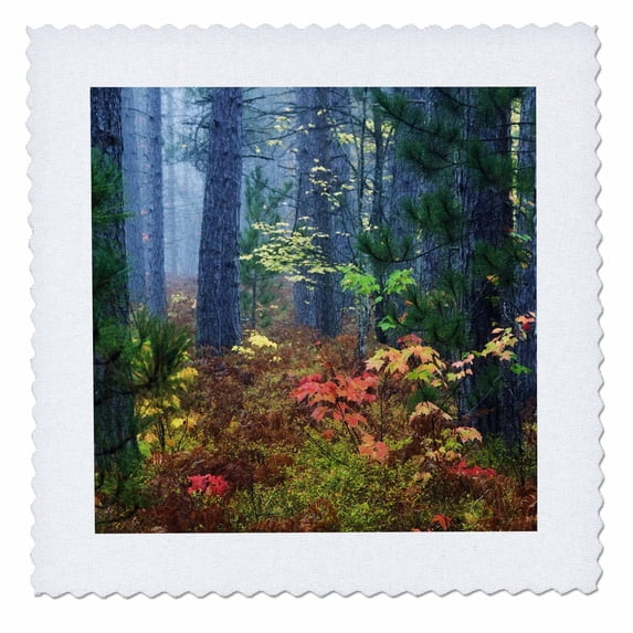 3dRose, Michigan, Upper Peninsula. Pine trees, autumn - US23 BJA0066 - Jaynes Gallery, 6x6 inch quilt square