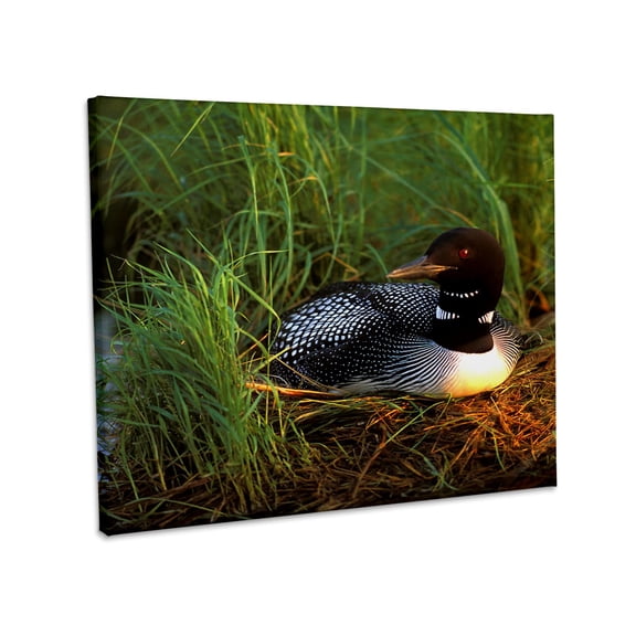 3dRose, Minnesota, Common Loon bird, Leech Lake - US24 PHA0015 - Peter Hawkins, Museum Grade Canvas Wrap 20x16