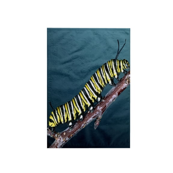 3dRose, Monarch Butterfly Caterpillar, California, USA - NA02 DNO0209 - David Northcott, 15x22 Hand Towel