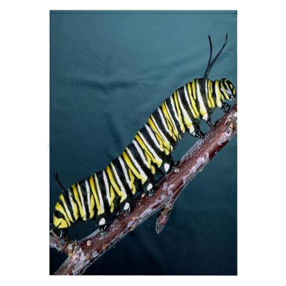 3dRose, Monarch Butterfly Caterpillar, California, USA - NA02 DNO0209 - David Northcott, 22x30 Bath Hand Pool Towel