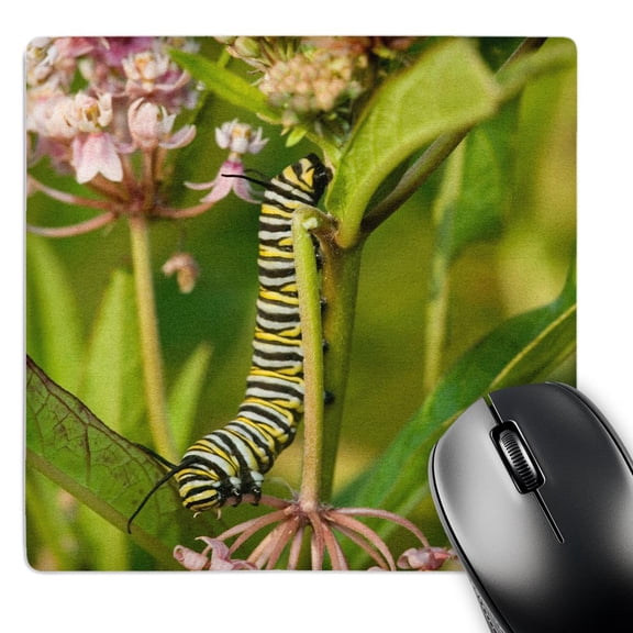 3dRose, Monarch caterpillar on Swamp Milkweed, Marion Co. IL, MousePad