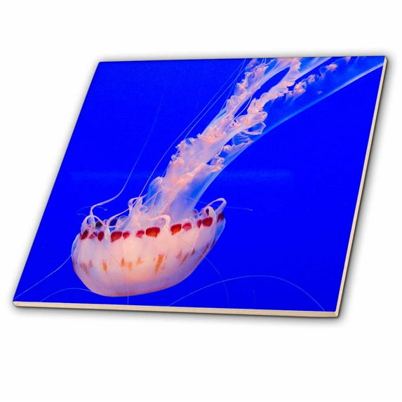 3dRose, Monterey Bay Aquarium - Jellyfish, 12 Inch Ceramic Tile