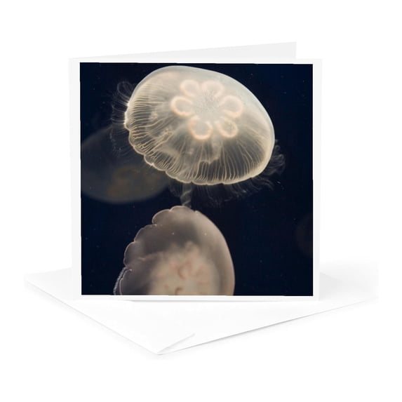 3dRose, Moon Jelly fish, Monterey Bay Aquarium, California - US05 JGS0131 - Jim Goldstein, 1 Greeting Card with envelope