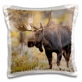 thumbnail image 1 of 3dRose, Moose, Alces alces, bull in fall, Grand Teton National Park, Wyoming, 16x16 inch Pillow Case, 1 of 1