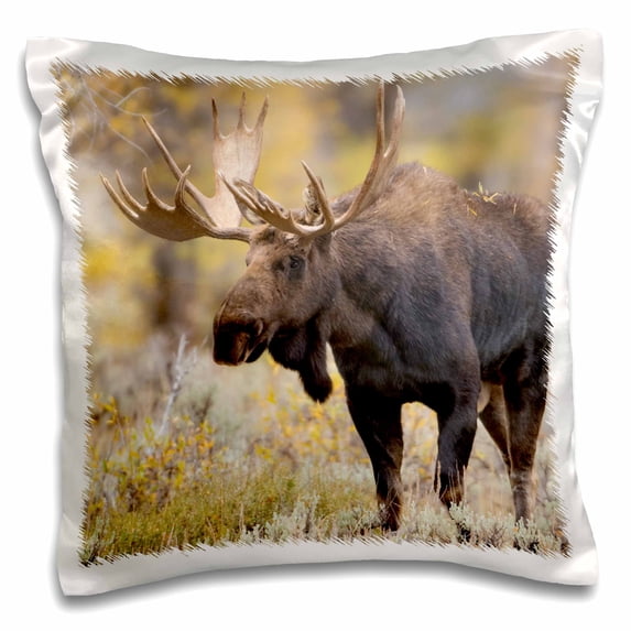 3dRose, Moose, Alces alces, bull in fall, Grand Teton National Park, Wyoming, 16x16 inch Pillow Case