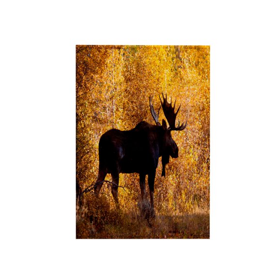 3dRose, Moose bull in golden willows., 15x22 Hand Towel