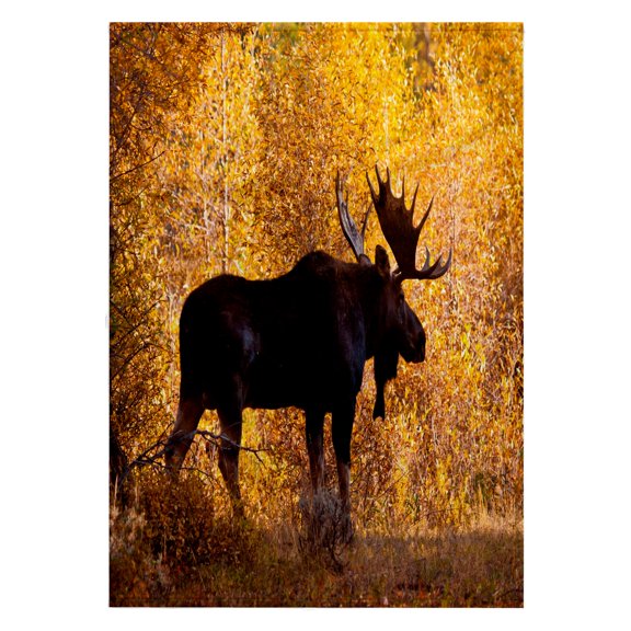3dRose, Moose bull in golden willows., 22x30 Bath Hand Pool Towel