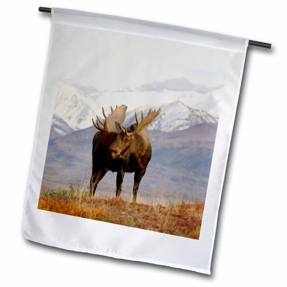 3dRose, Moose bull wildlife, Denali National Park, Alaska - US02 SKA3065 - Steve Kazlowski, 12 x 18 inch Garden Flag