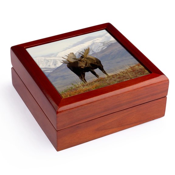 3dRose, Moose bull wildlife, Denali National Park, Alaska - US02 SKA3065 - Steve Kazlowski, Jewelry Box 5.5x5.5 inch with 4 inch tile