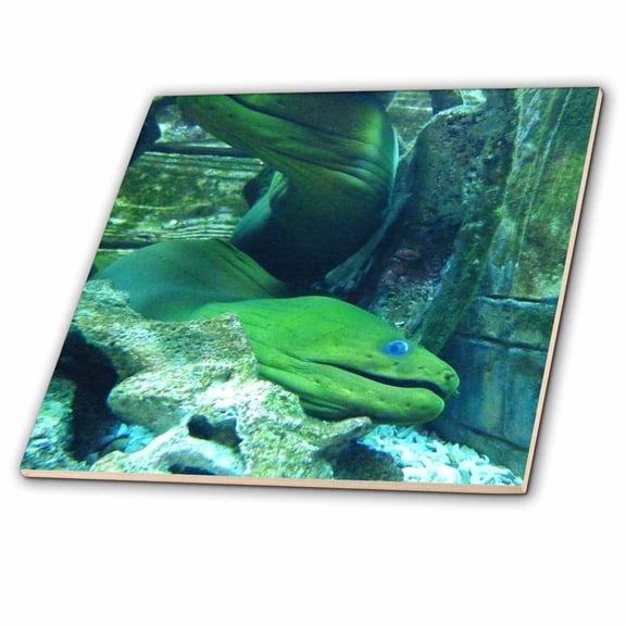3dRose, Moray Eel, 12 Inch Ceramic Tile