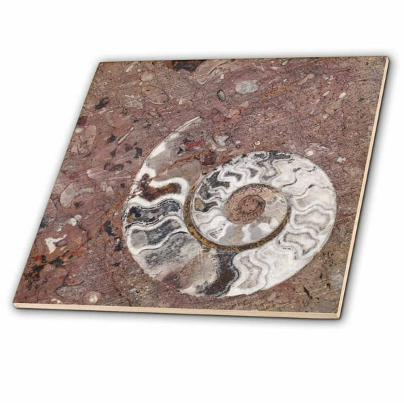 3dRose, Morocco, Erfoud. Details of ammonites, and other fossils., 12 Inch Ceramic Tile