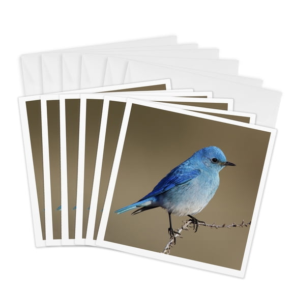 3dRose, Mountain Bluebird, 6 Greeting Cards with envelopes