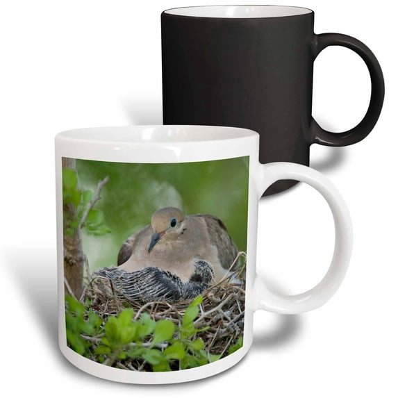 3drose, Mourning Dove, Bird, Rio Grande Valley, Texas - Na02 Rnu0193 - Rolf Nussbaumer, 11oz Magic Transforming Mug
