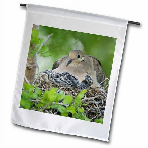 3dRose, Mourning Dove, bird, Rio Grande Valley, Texas - NA02 RNU0193 - Rolf Nussbaumer, 12 x 18 inch Garden Flag