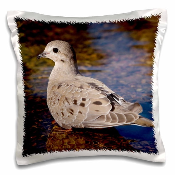 3drose, Mourning Dove, Bird, Rio Grande Valley, Texas - Na02 Rnu0195 - Rolf Nussbaumer, 16x16 inch Pillow Case