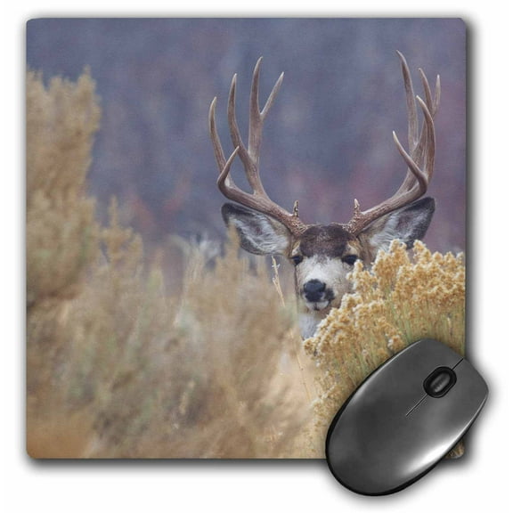3dRose, Mule Deer Buck hiding in the brush, MousePad