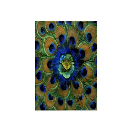 3dRose, Natural Peacock Feather Patterns, -AS10 DFR0096 - David R. Frazier, 15x22 Hand Towel