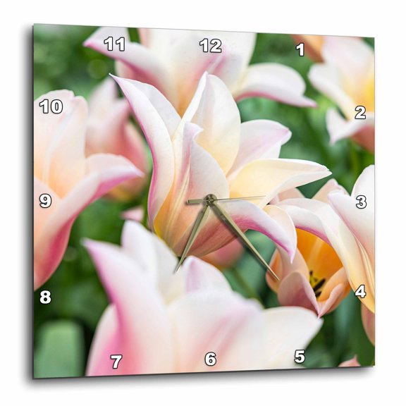 3drose, Netherlands, South Holland, Lisse. Pale Colored Tulips in a Garden., 13x13 Wall Clock