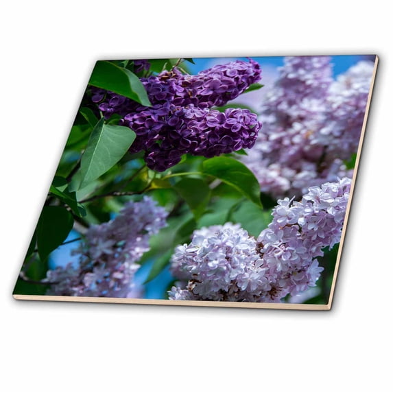 3dRose, New York. Lilac flowers in bloom., 6 Inch Ceramic Tile