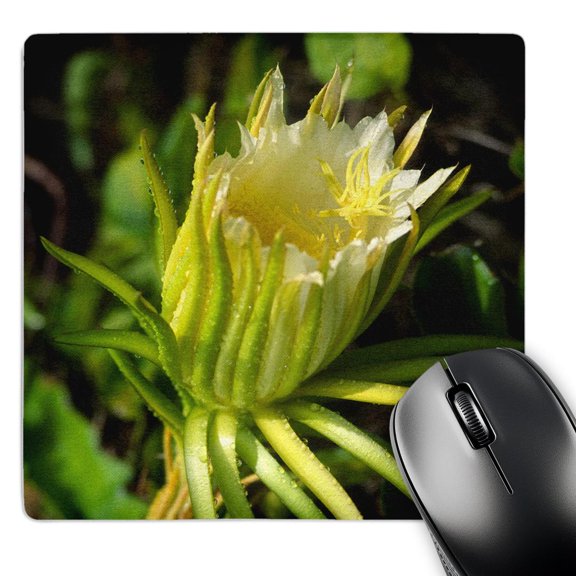 3dRose, Night blooming cereus flower - NA01 DPB0026 - Douglas Peebles, MousePad