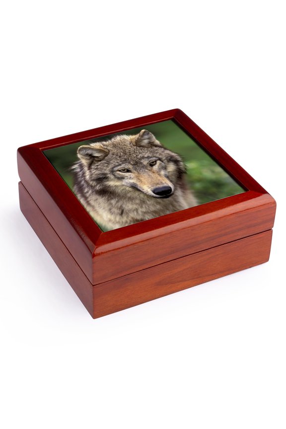 , North America, USA, Montana. Wolf wildlife - US27 TVE0006 - Tom Vezo, Jewelry Box 5.5x5.5 inch with 4 inch tile