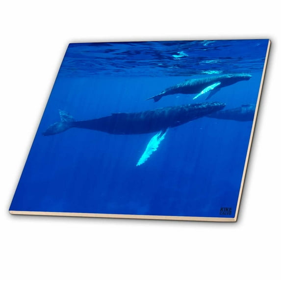 3dRose, North Atlantic Humpback Whales migrate south to the Silver Banks to breed and have their calves, 4 Inch Ceramic Tile