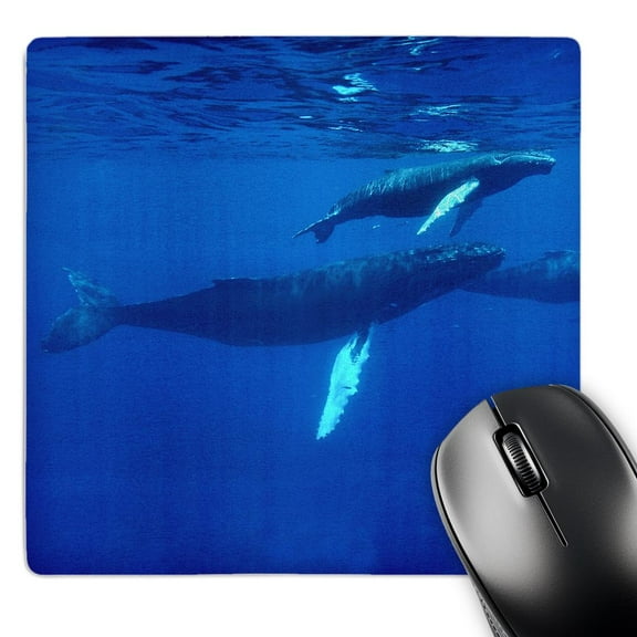 3dRose, North Atlantic Humpback Whales migrate south to the Silver Banks to breed and have their calves, MousePad