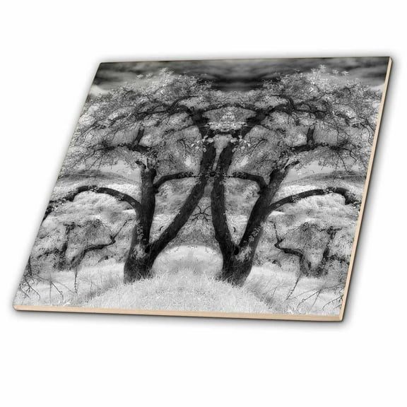 3dRose, North Carolina Blue Ridge Mountains, apple tree - US34 DSN0000 - Deborah Sandidge, 4 Inch Ceramic Tile