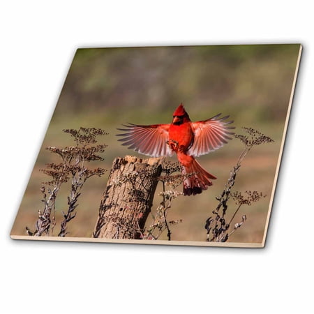 3dRose, Northern Cardinal, Cardinalis Cardinalis, male landing, 6 Inch Ceramic Tile