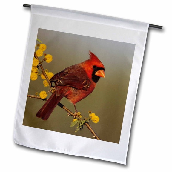 3dRose, Northern Cardinal bird, Lake Corpus Christi Texas - NA02 RNU0701 - Rolf Nussbaumer, 12 x 18 inch Garden Flag