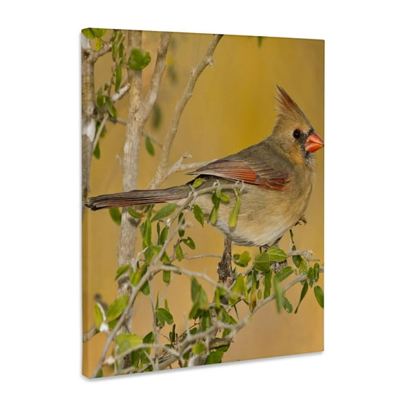 3dRose, Northern Cardinal female bird perched on branch - US44 LDI0562 - Larry Ditto, Museum Grade Canvas Wrap 11x14