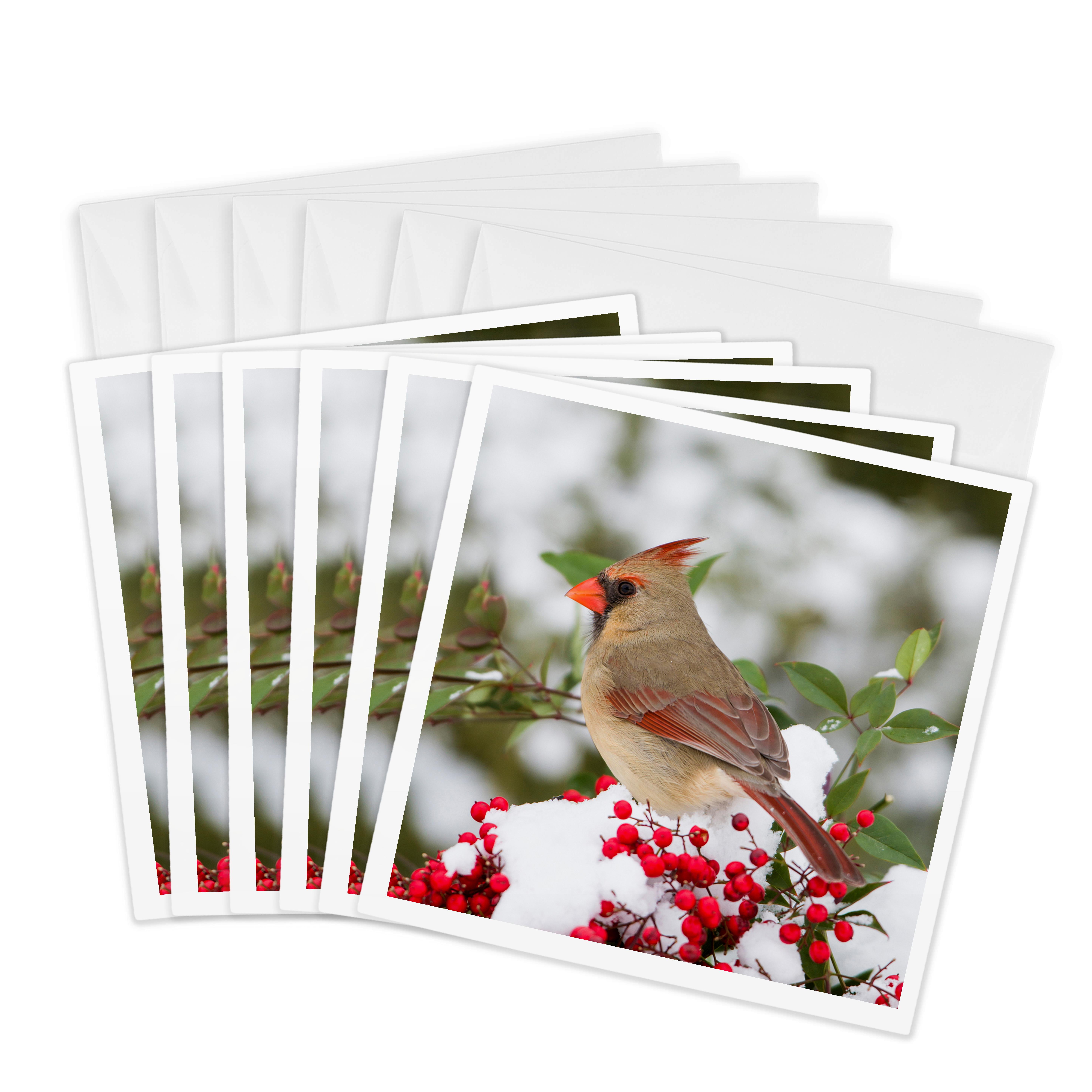 3dRose, Northern Cardinal female in Nandina bush in winter Marion Co. IL, 6 Greeting Cards with envelopes