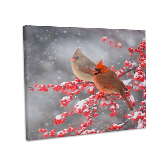 3dRose, Northern Cardinals in Common Winterberry bush, Marion Co. IL, Museum Grade Canvas Wrap 10x8