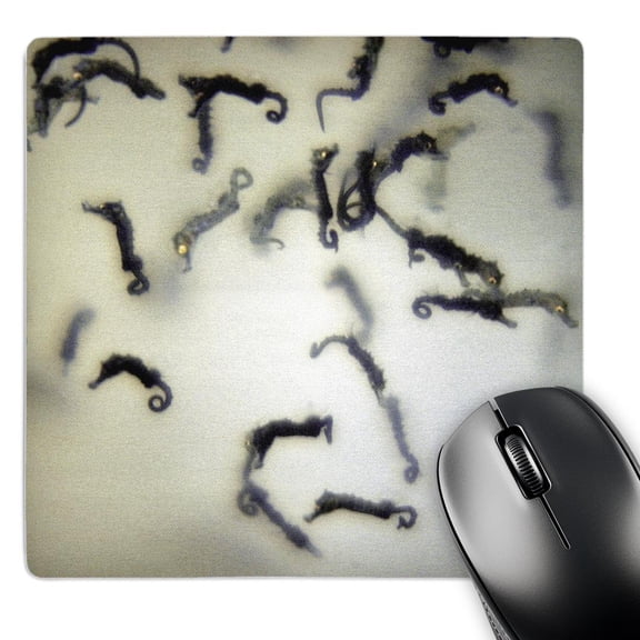 3dRose, Northern or Lined Seahorse babies, Hippocampus erectus, MousePad