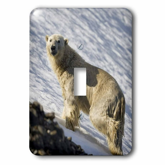 3dRose, Norway, Svalbard, Spitsbergen Island, Polar Bear - EU21 PSO0389 - Paul Souders, single toggle switch