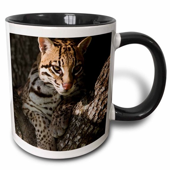 3drose, Ocelot, Mesquite Tree, Welder Wildlife Refuge, Tx - Na02 Rnu0718 - Rolf Nussbaumer, 11oz Two-tone Black Mug