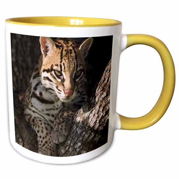 3drose, Ocelot, Mesquite Tree, Welder Wildlife Refuge, Tx - Na02 Rnu0718 - Rolf Nussbaumer, 11oz Two-tone Yellow Mug